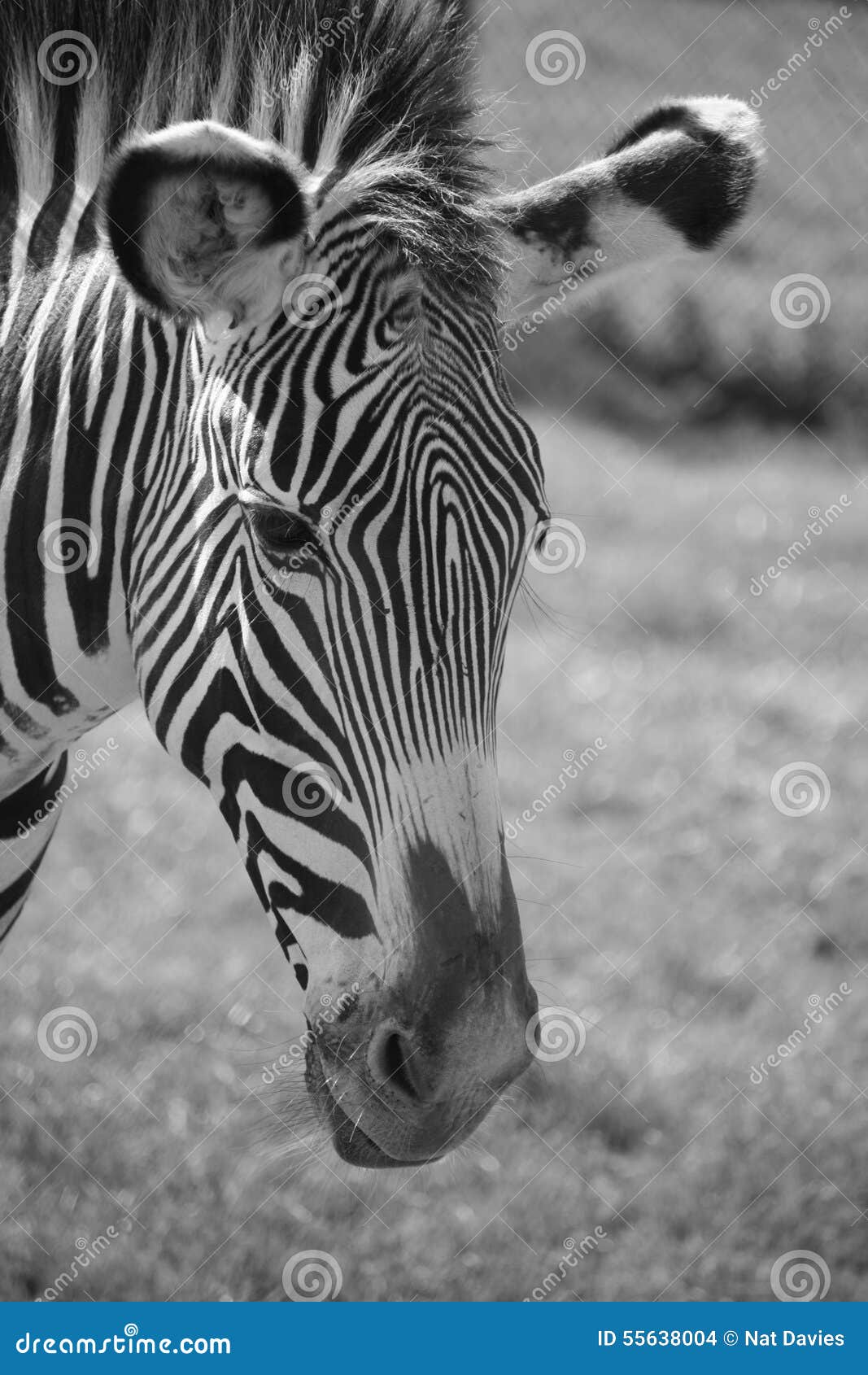 Hoofd van een zebra in zwart wit stock foto afbeelding: 55638004