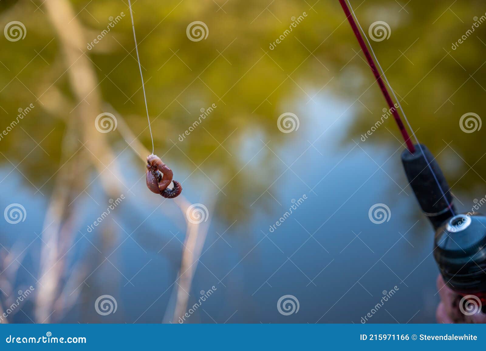 Hook Baited with Live Worm Hanging from Fishing Line Stock Photo