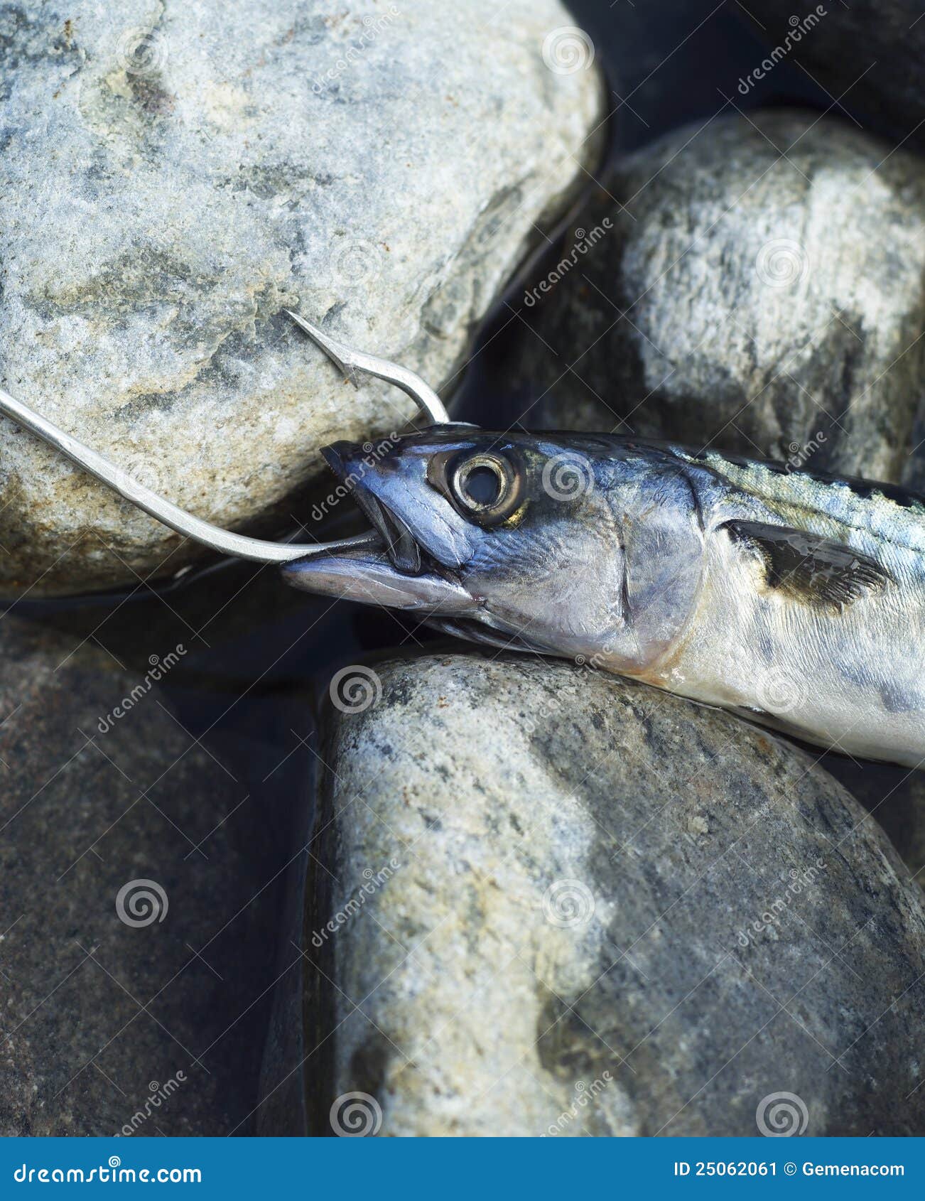 Hooked Fish stock image. Image of closeup, trapped, fishing 25062061