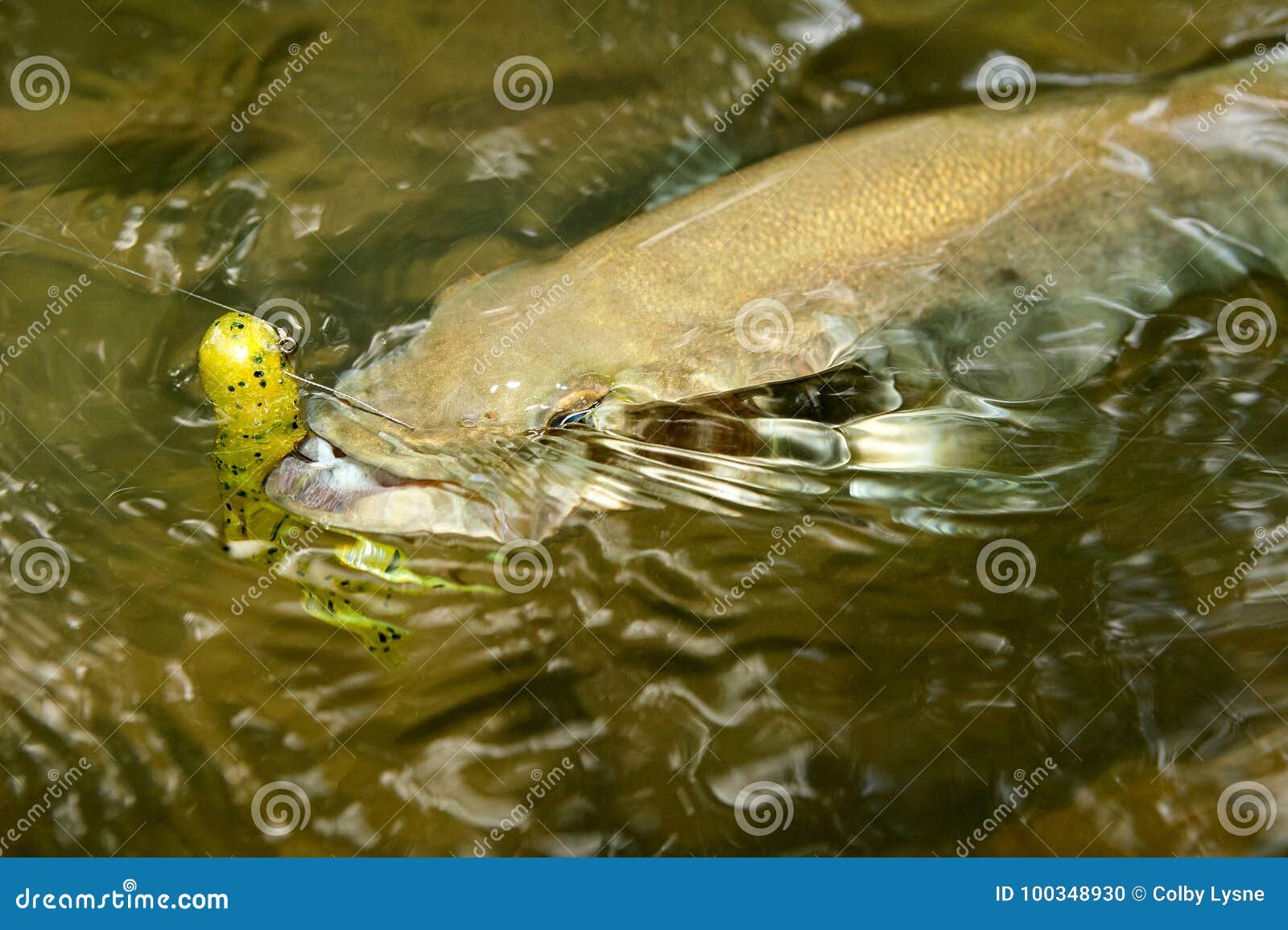 https://thumbs.dreamstime.com/z/hooked-smallmouth-bass-being-reeled-to-shallow-water-yellow-bobber-alongside-suspended-line-viewed-above-100348930.jpg