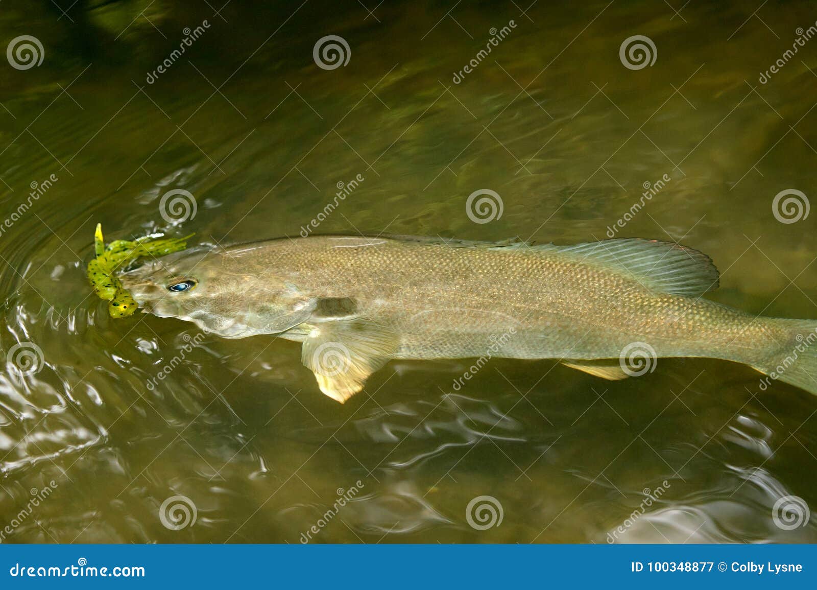 Hooked Smallmouth Bass with Yellow Bobber Stock Image - Image of