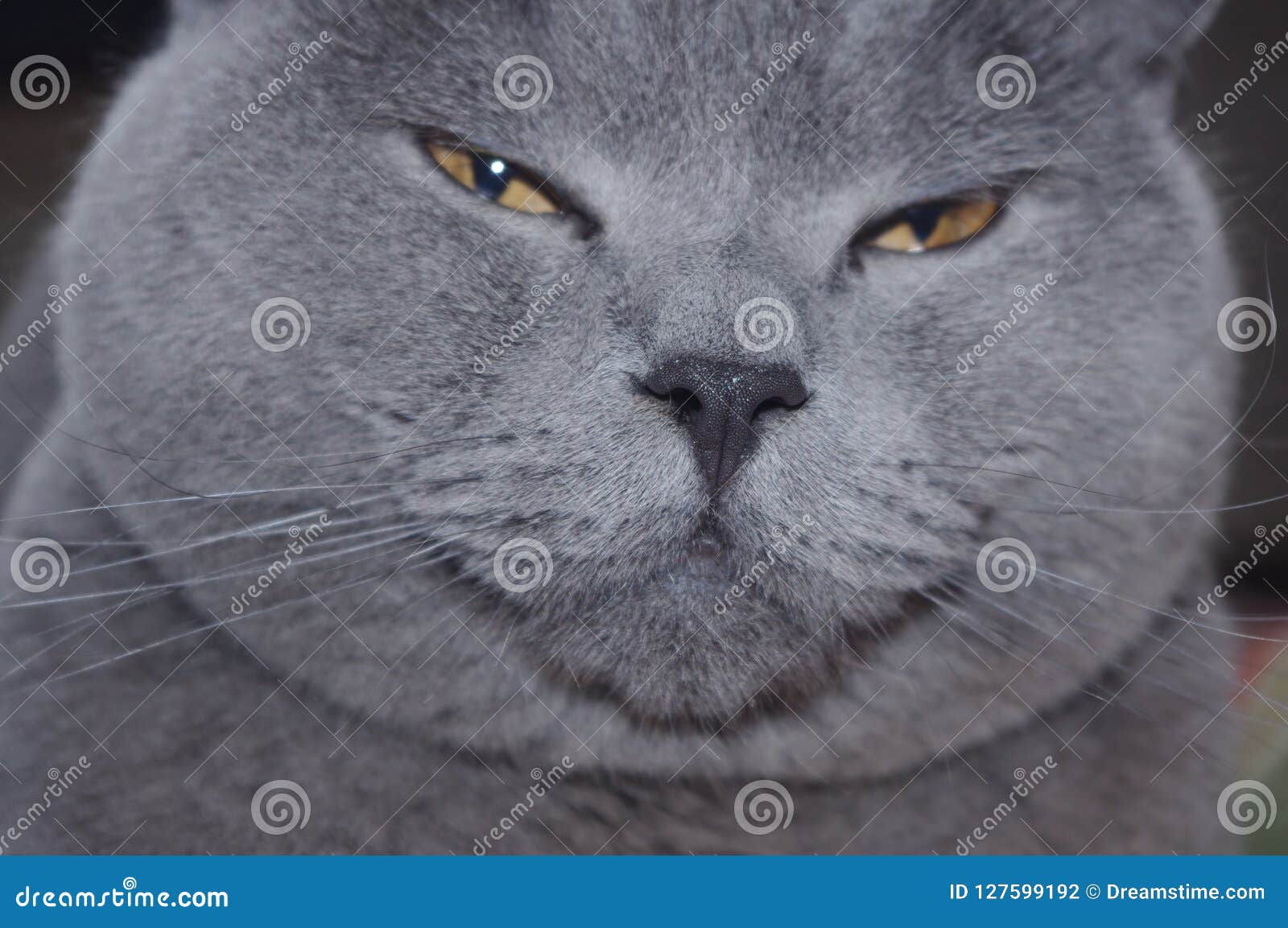 fat british shorthair cat