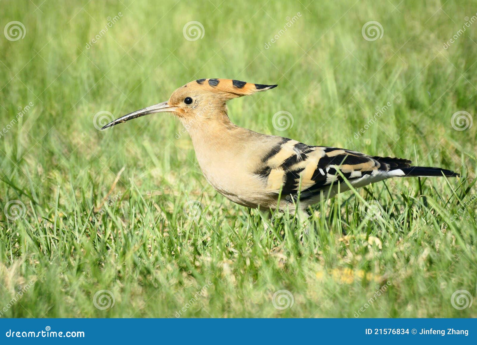 Hoopoe stock photo. Image of bird, plume, feather, natural 21576834