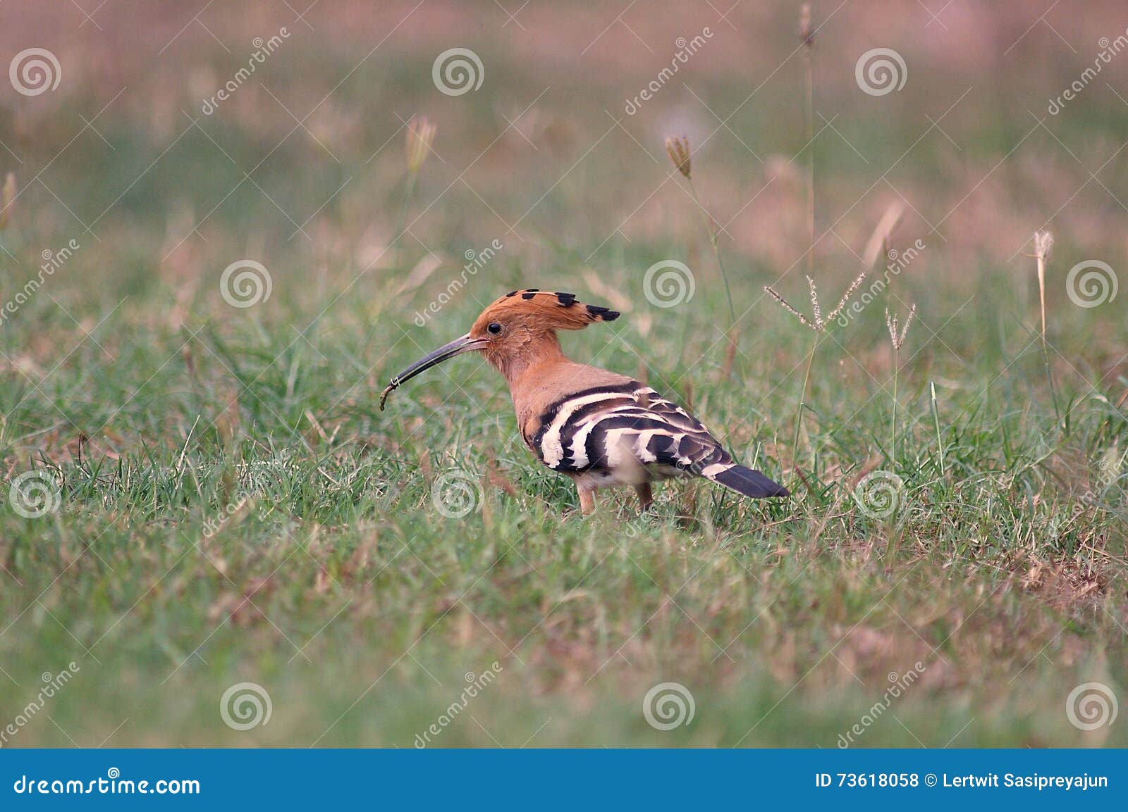 Hoopoe bird stock photo. Image of wings, mountains, distinctive 73618058