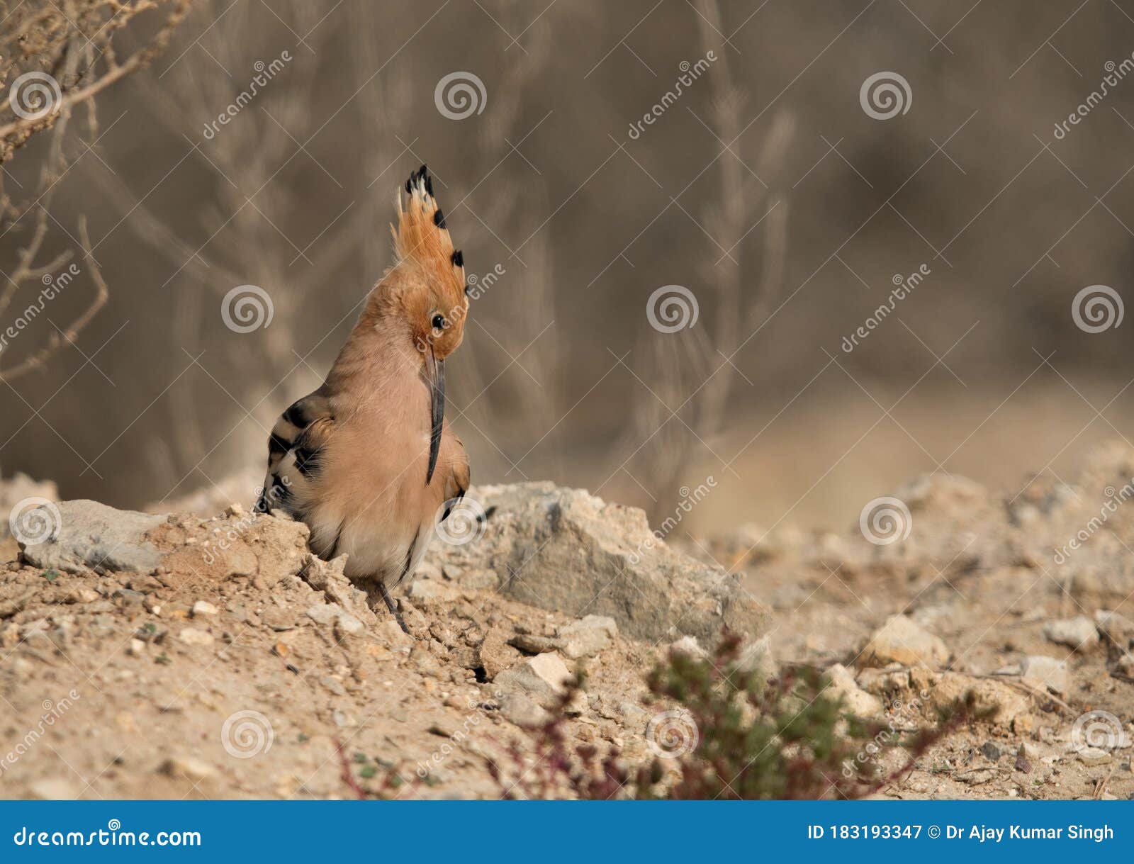 Hoopoe preening stock image. Image of exotic, feathered 183193347