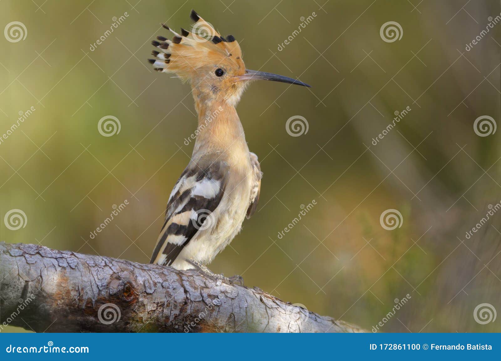 hoopoe - poupa - upupa epops