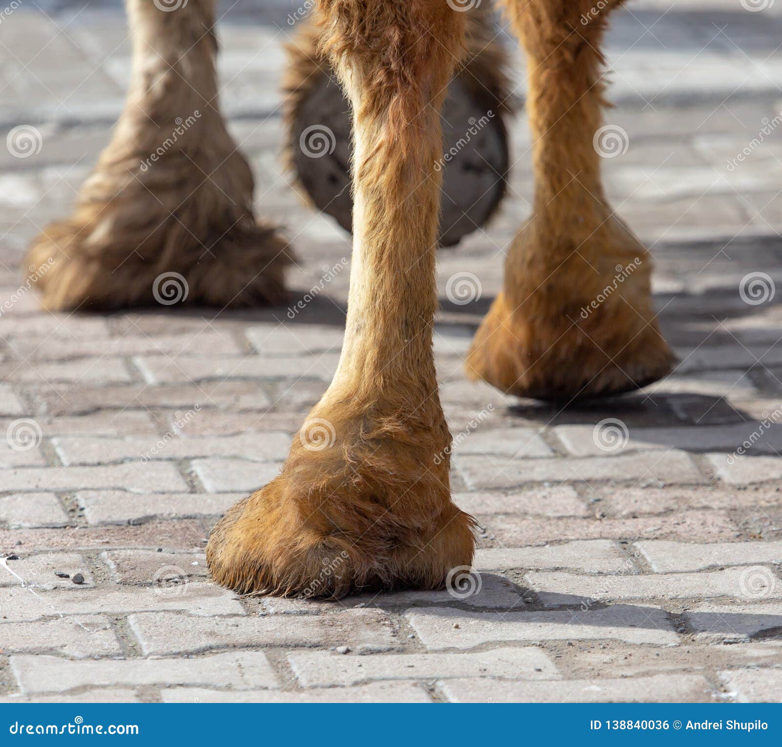 camels hooves