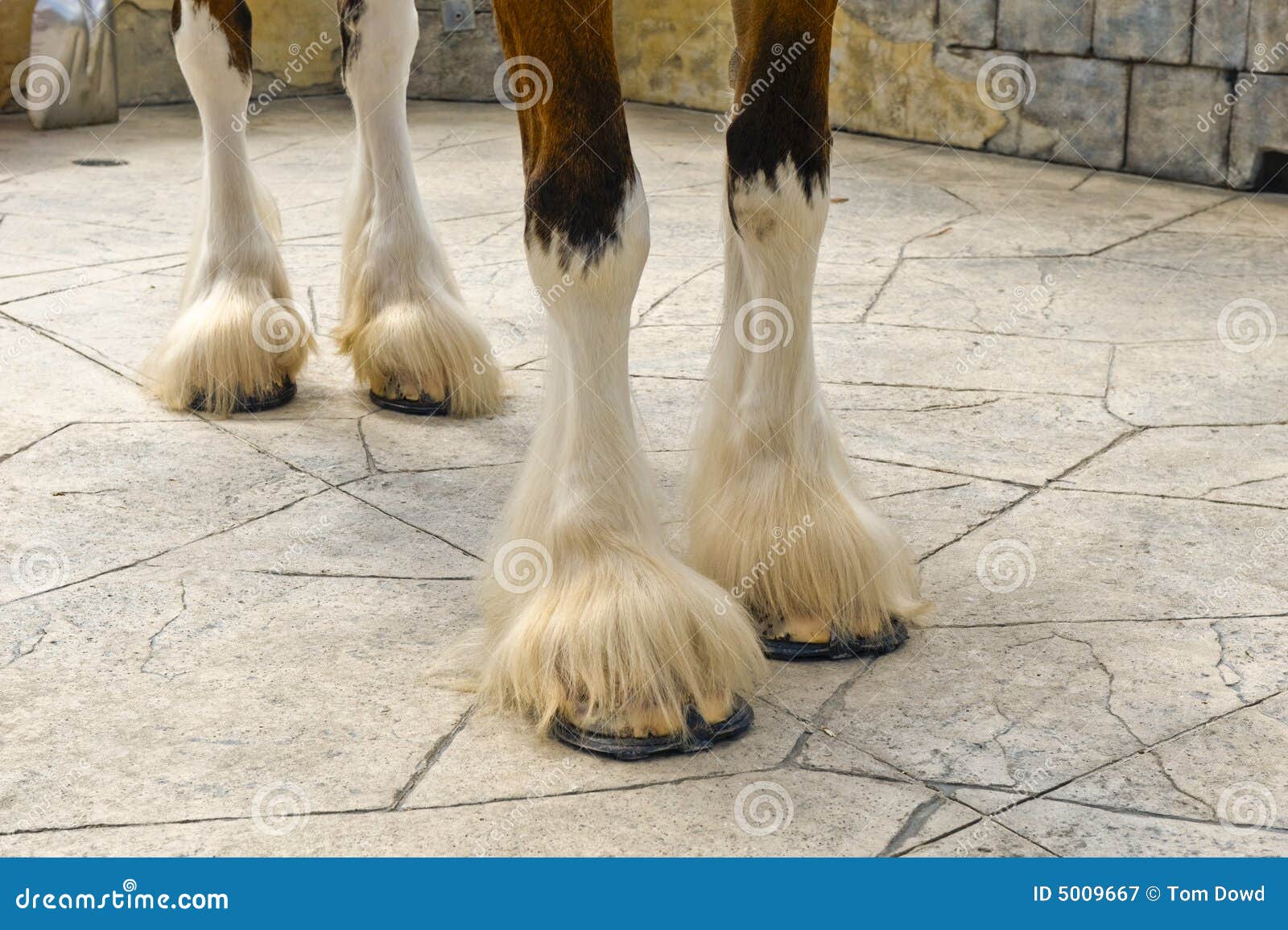 Hooves of Clydesdale horse stock image. Image of hooves 5009667