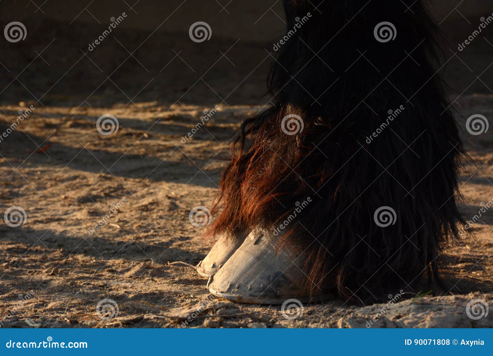 Hooves of a Draft Horse Close Up Stock Photo Image of horseshoe