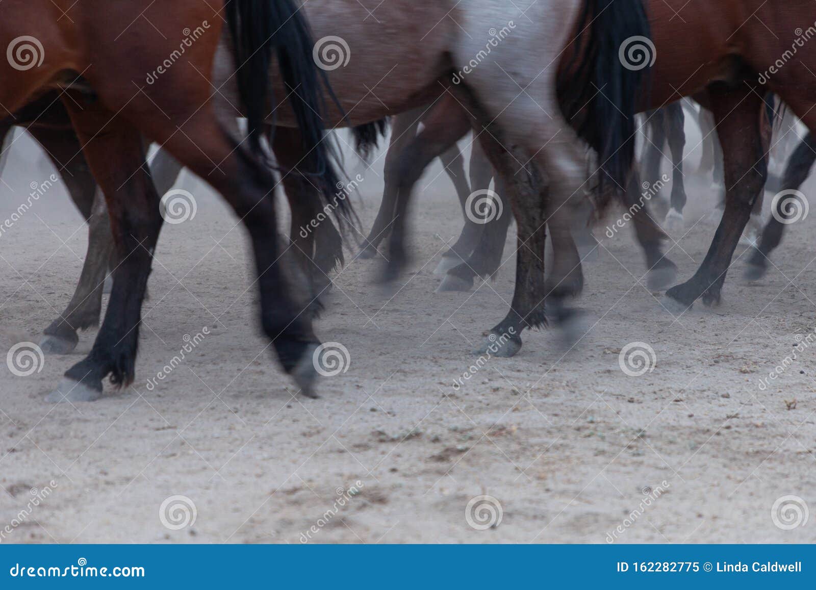 Horses Hooves Running in the Dust Stock Image Image of legs, hooves