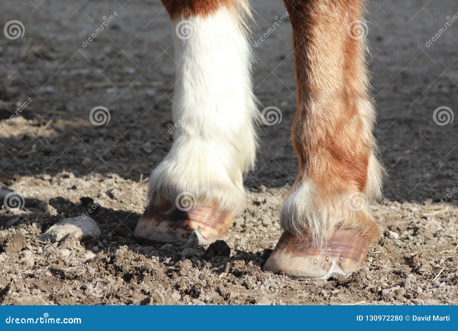 Hooves of a Horse stock photo. Image of nature, black 130972280