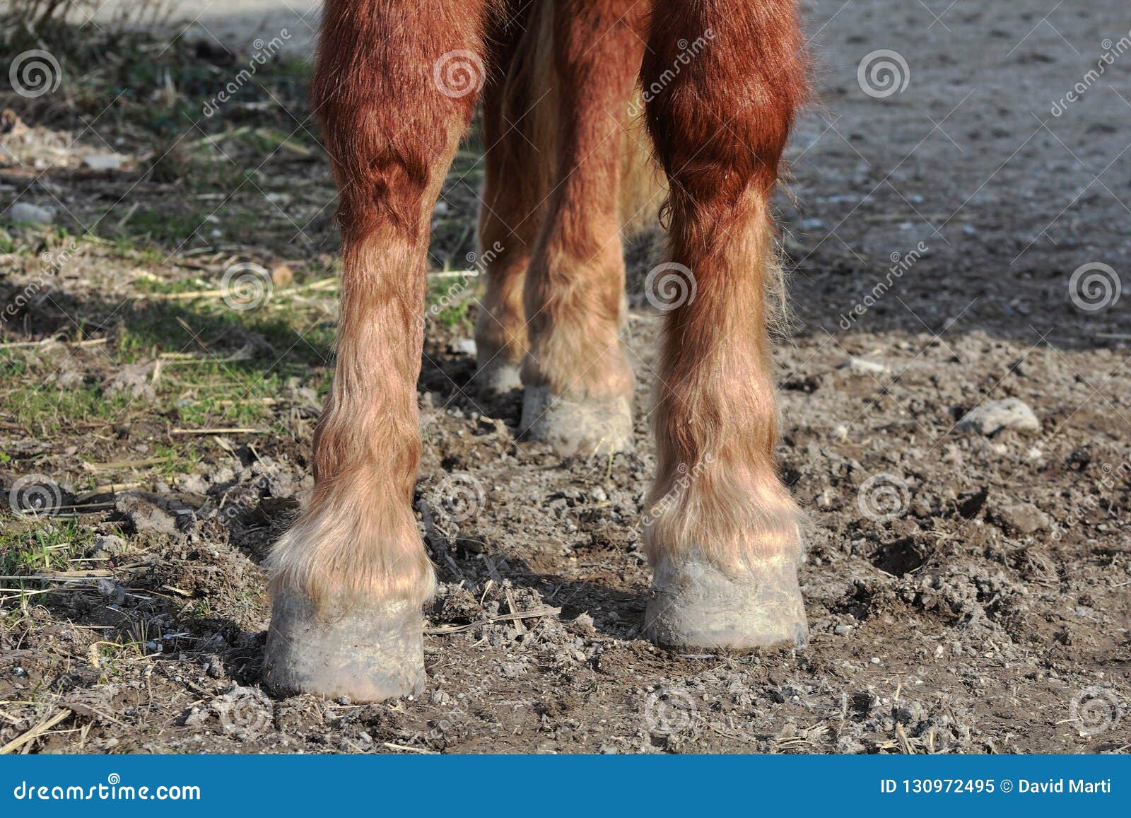 Hooves of a Horse stock image. Image of hooves, natural 130972495