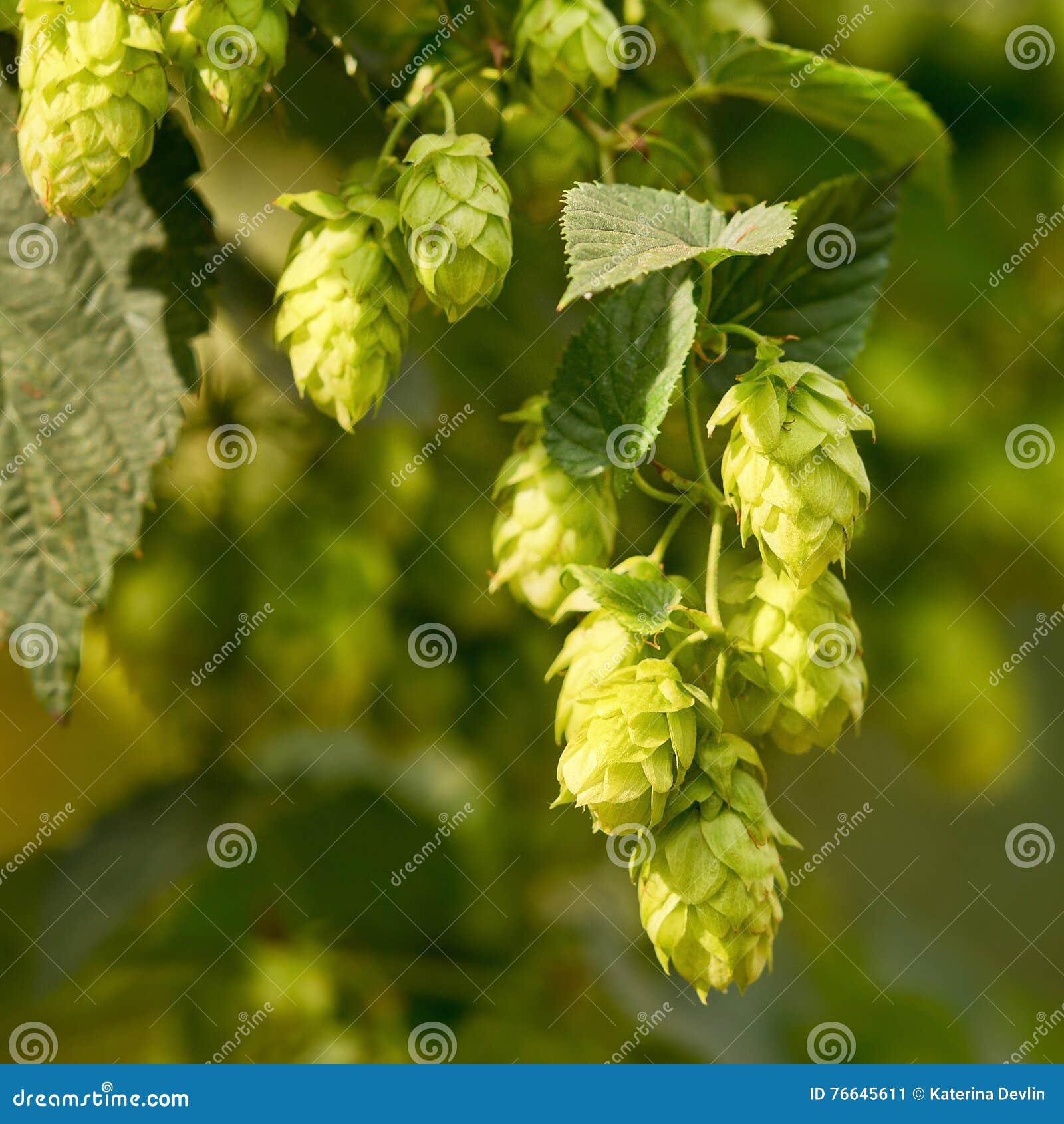 hop cones in the hop field