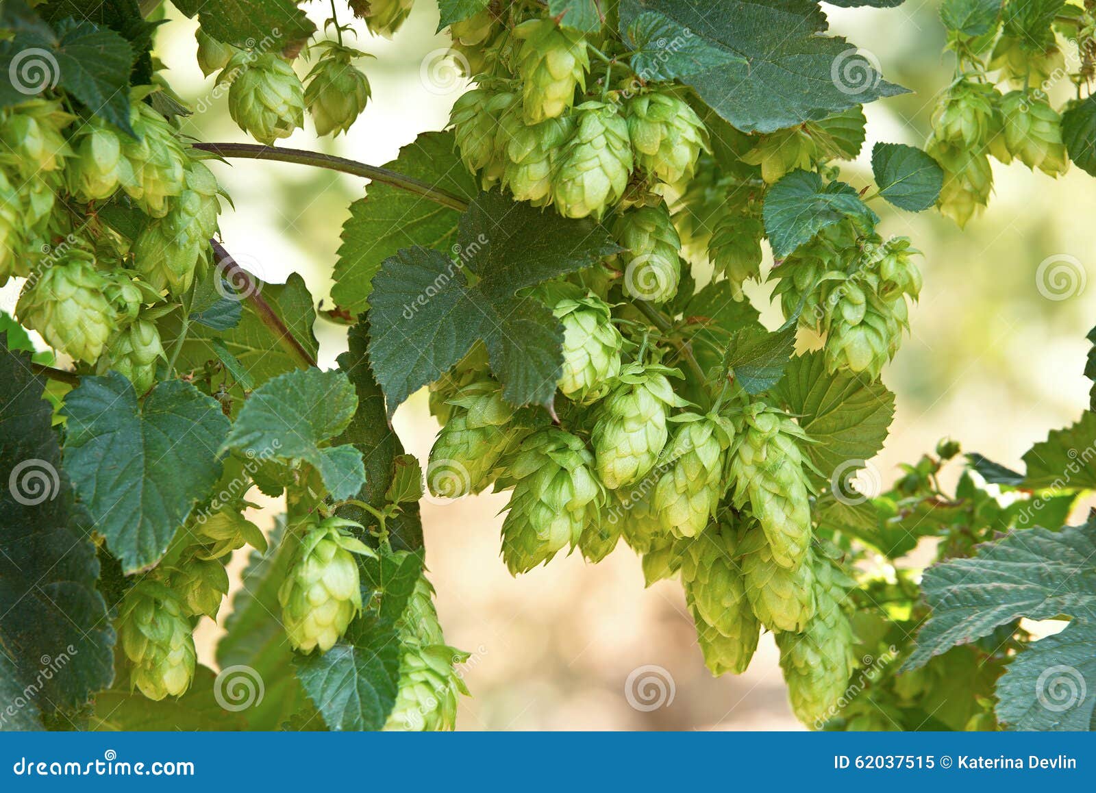 hop cones, raw material for beer production