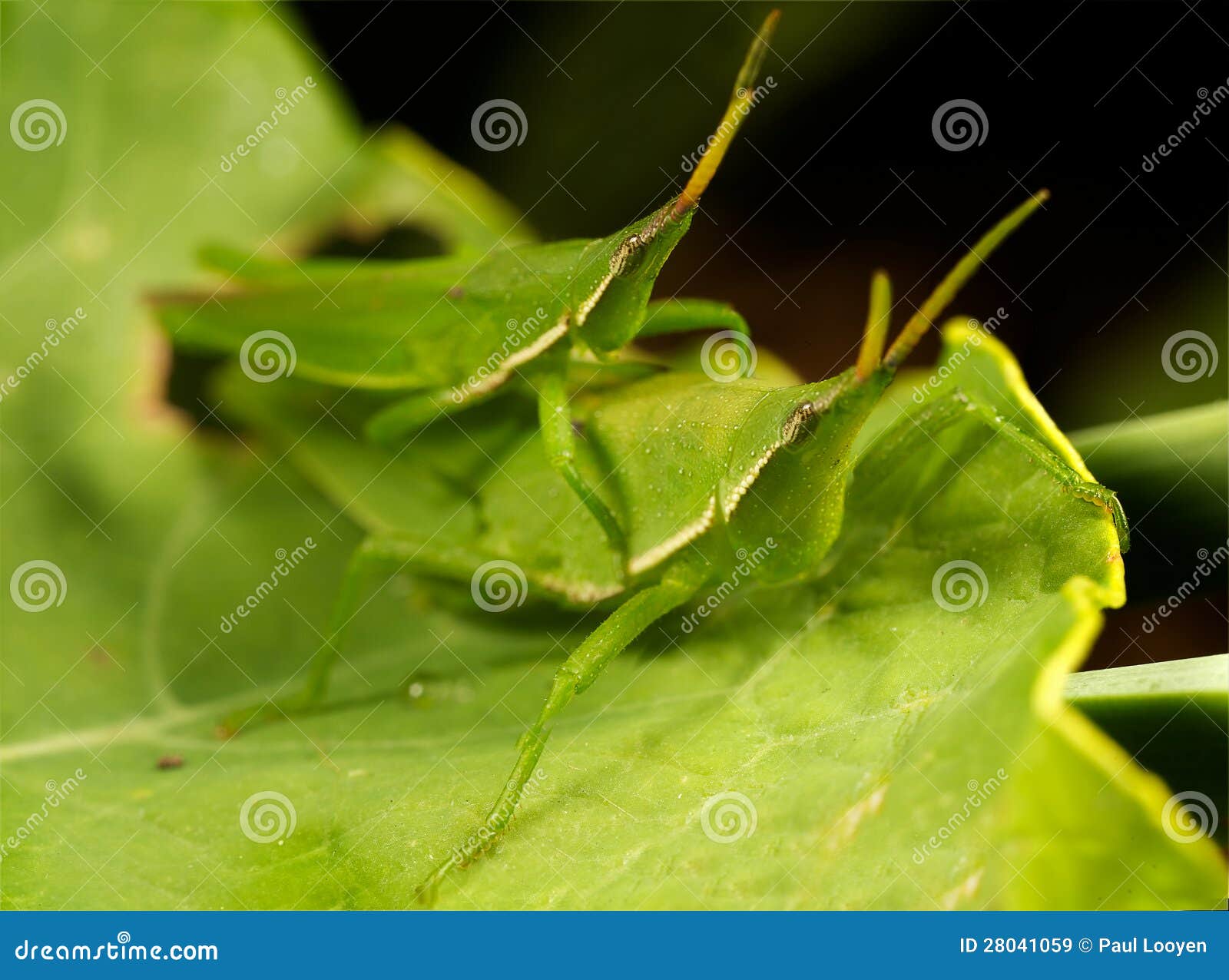 Hopper mating stock image. Image of hopper, wing, bush 28041059