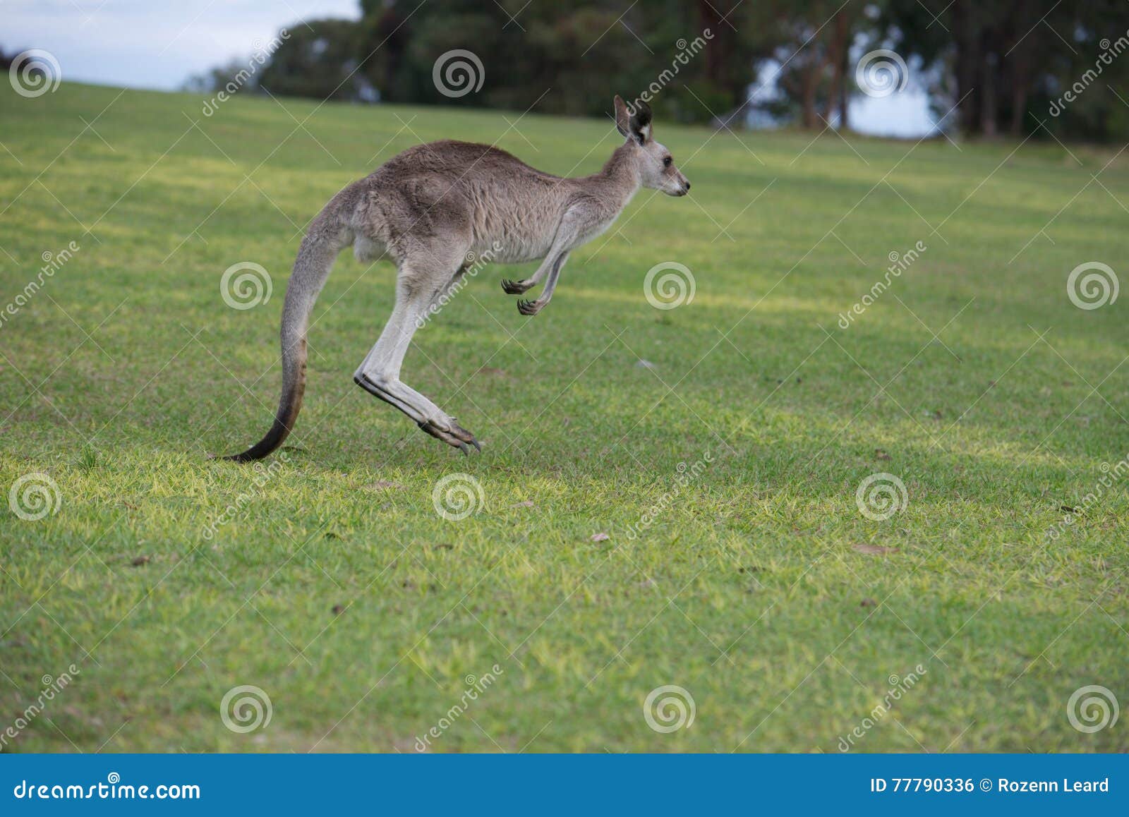 Kangaroo Hopping / Jumping Mid Air On Sand Near The Surf On The Beach