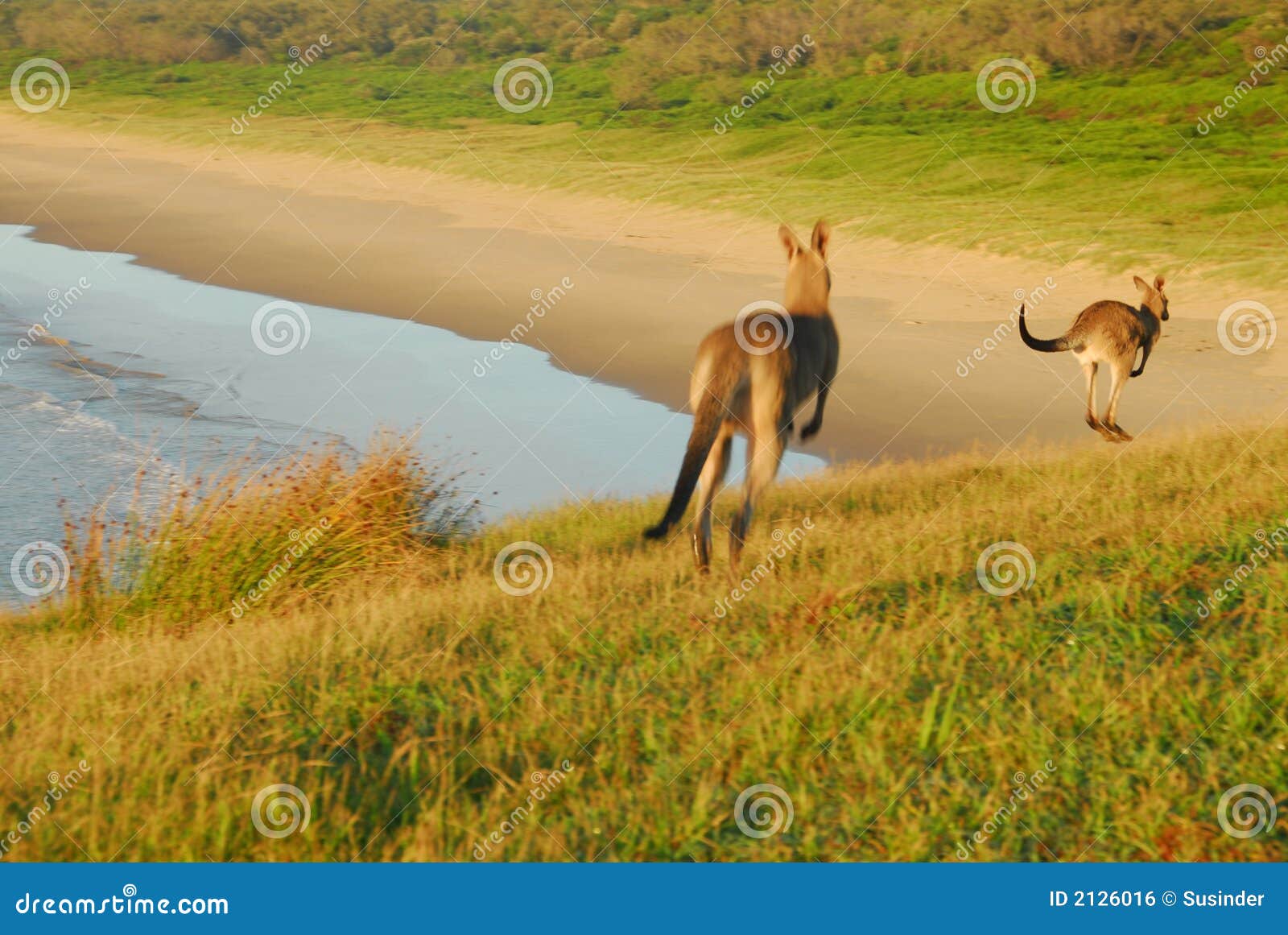 Hopping Kangaroos stock photo. Image of ocean, wild, hopping 2126016