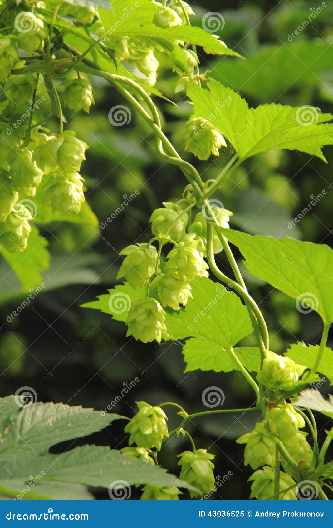 Hops. Flowers. stock image. Image of branch, agronomy 43036525