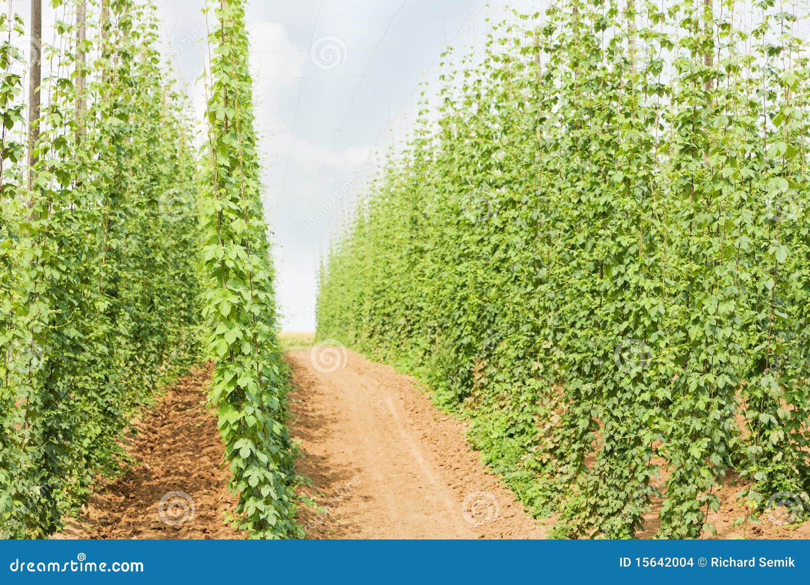 Hops garden stock photo. Image of brewing, grower, growing 15642004