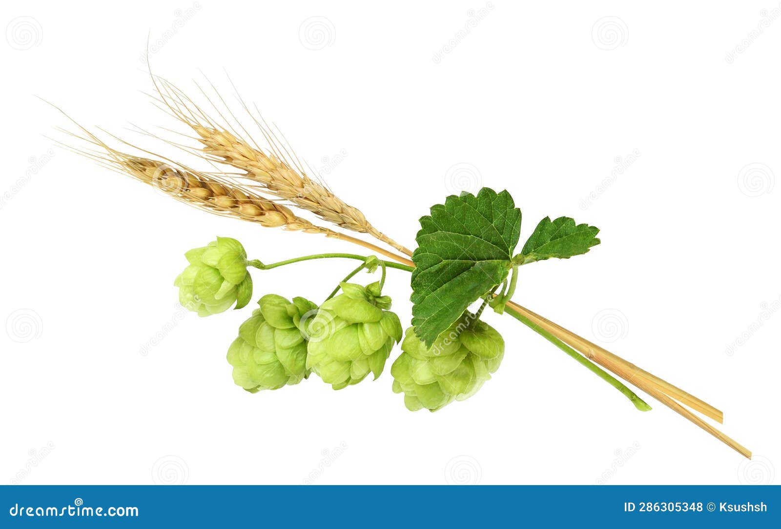 Hops with Green Cones and Barley Isolated. Beer Ingredients Stock Photo