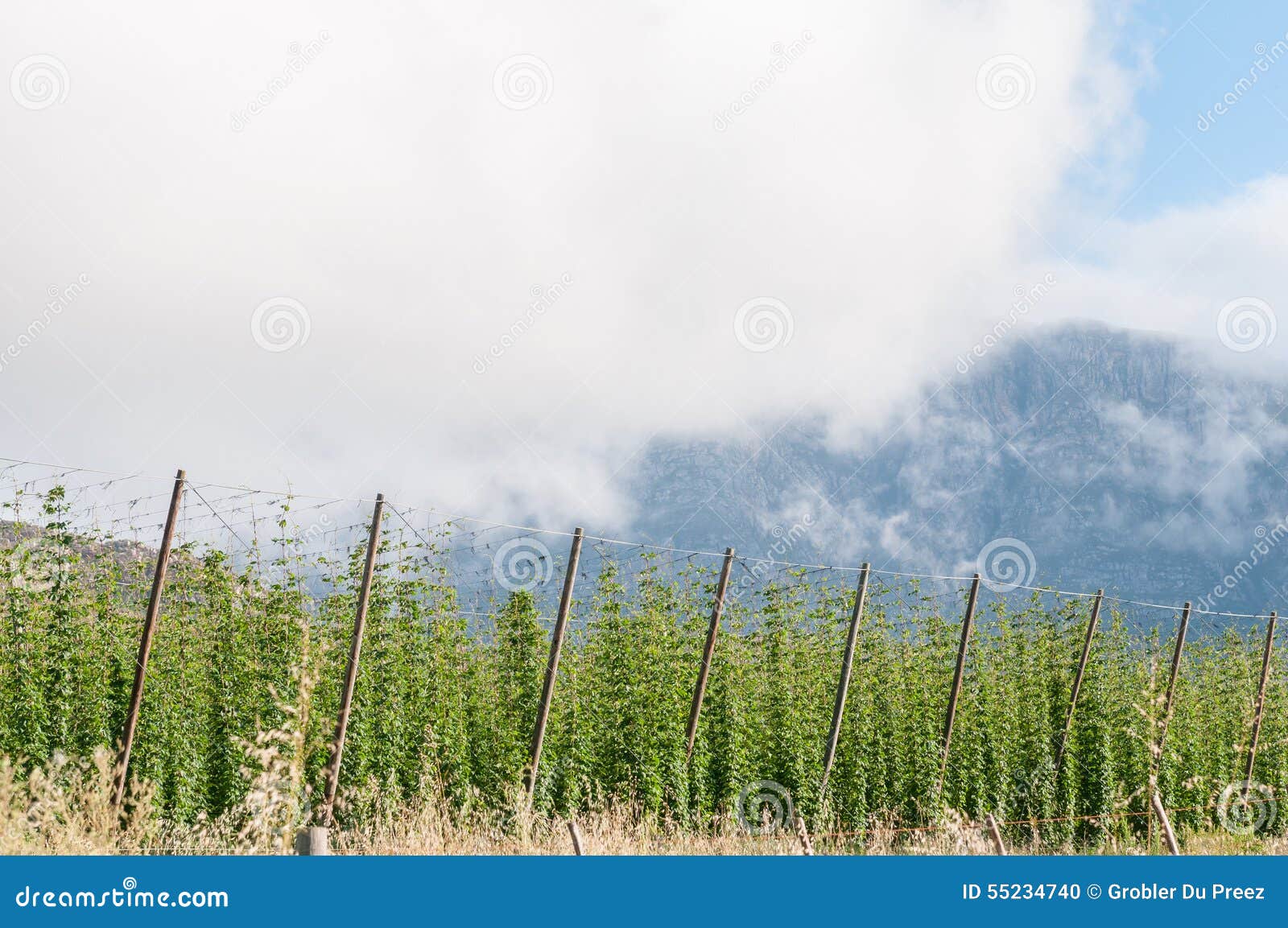hops growing near herold, a small village at the top of the mont