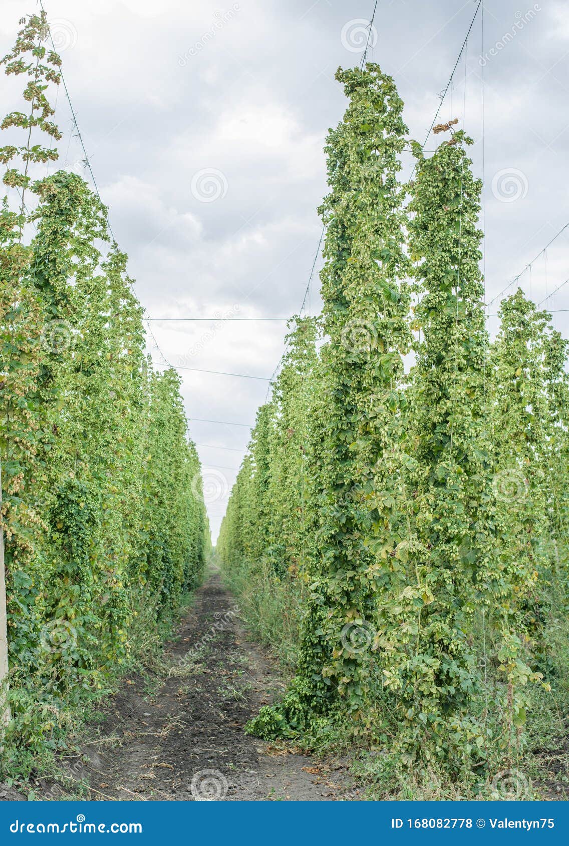 Hops Yard. Hops Plants Climbing Of Special Supported