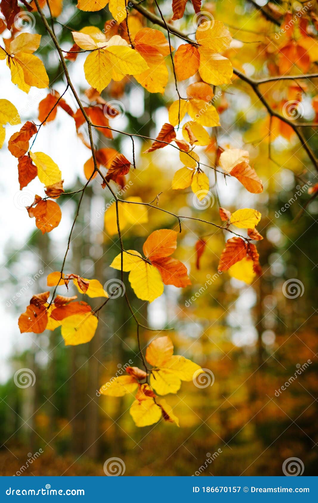 Hora De Otoño. Bosque De Caída. Ramas Con Hojas De Otoño En Un Bosque De Otoño Borroso Fondo Hoja Amarilla Closeup. Imagen de archivo - Imagen de primer, travieso: 186670157 Hora De Otoño. Bosque De Caída. Ramas Con Hojas De Otoño En Un Bosque De Otoño Borroso Fondo Hoja Amarilla Closeup. Imagen de archivo - Imagen de primer, travieso: 186670157