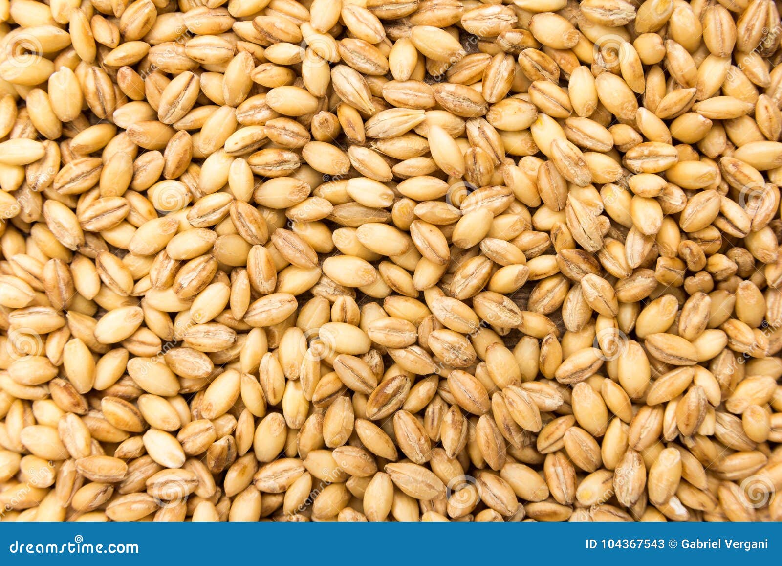 barley cereal grain. closeup of grains, background use.