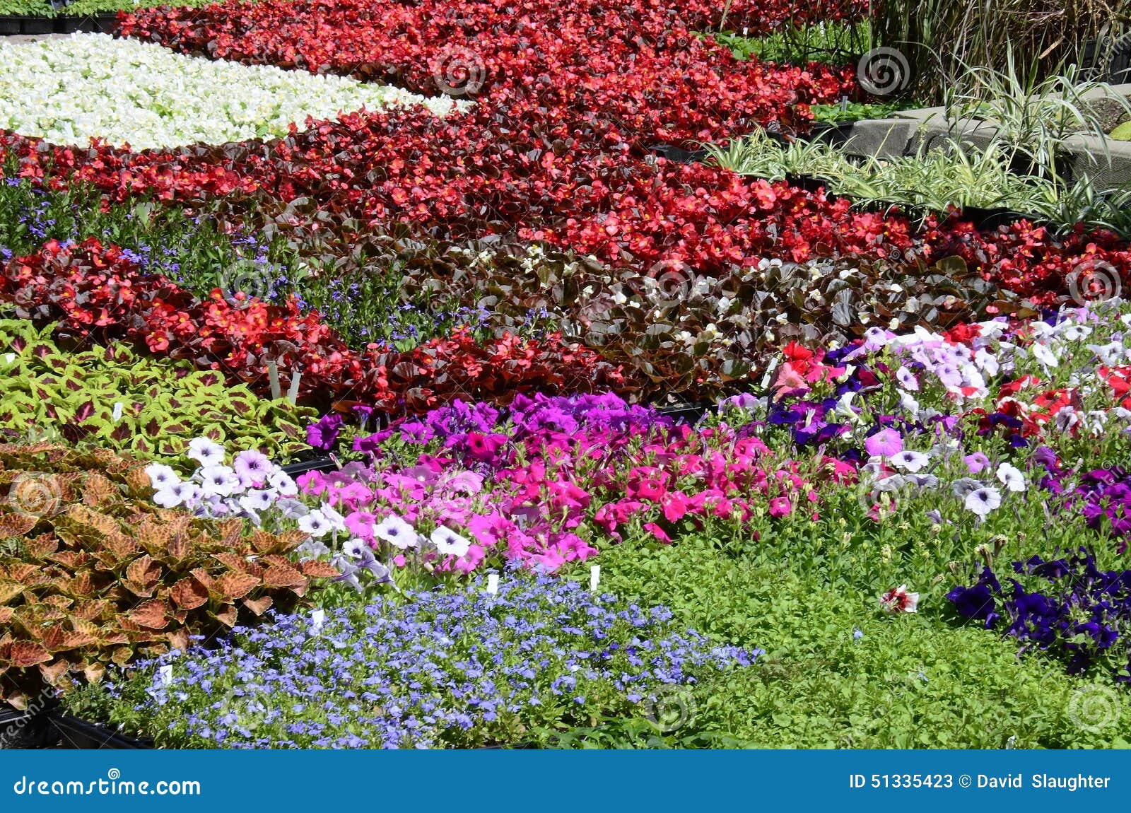 Horizontal Array of Flats of Annuals Stock Image Image of laid, sunny