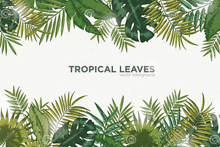 Horizontal Background with Green Leaves of Tropical Palm Tree, Banana ...