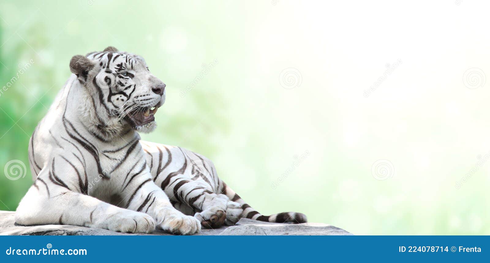 Cờ hoạt hình con hổ trắng nằm làm từ sợi vải mềm mại, đem lại cảm giác thoải mái, dễ chịu cho người dùng. Thiết kế đơn giản nhưng vẫn nổi bật, có thể trang trí cho không gian ấm cúng của gia đình bạn. 