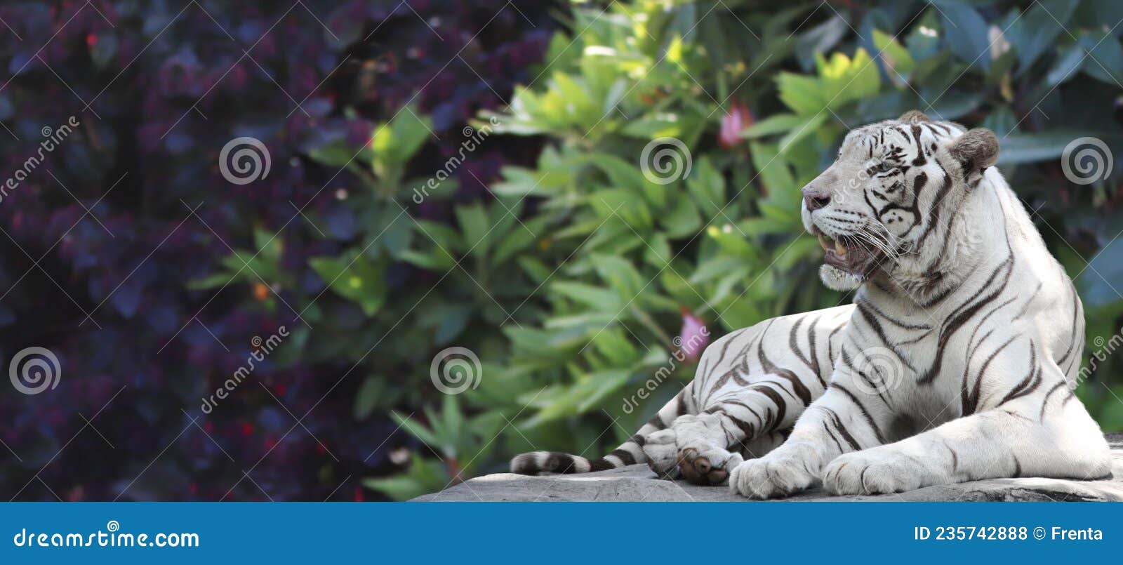 Horizontal Banner with Tropical Plants Leaves and a Lying White Tiger on  Blurred Nature Background Stock Photo - Image of reserve, banner: 235742888