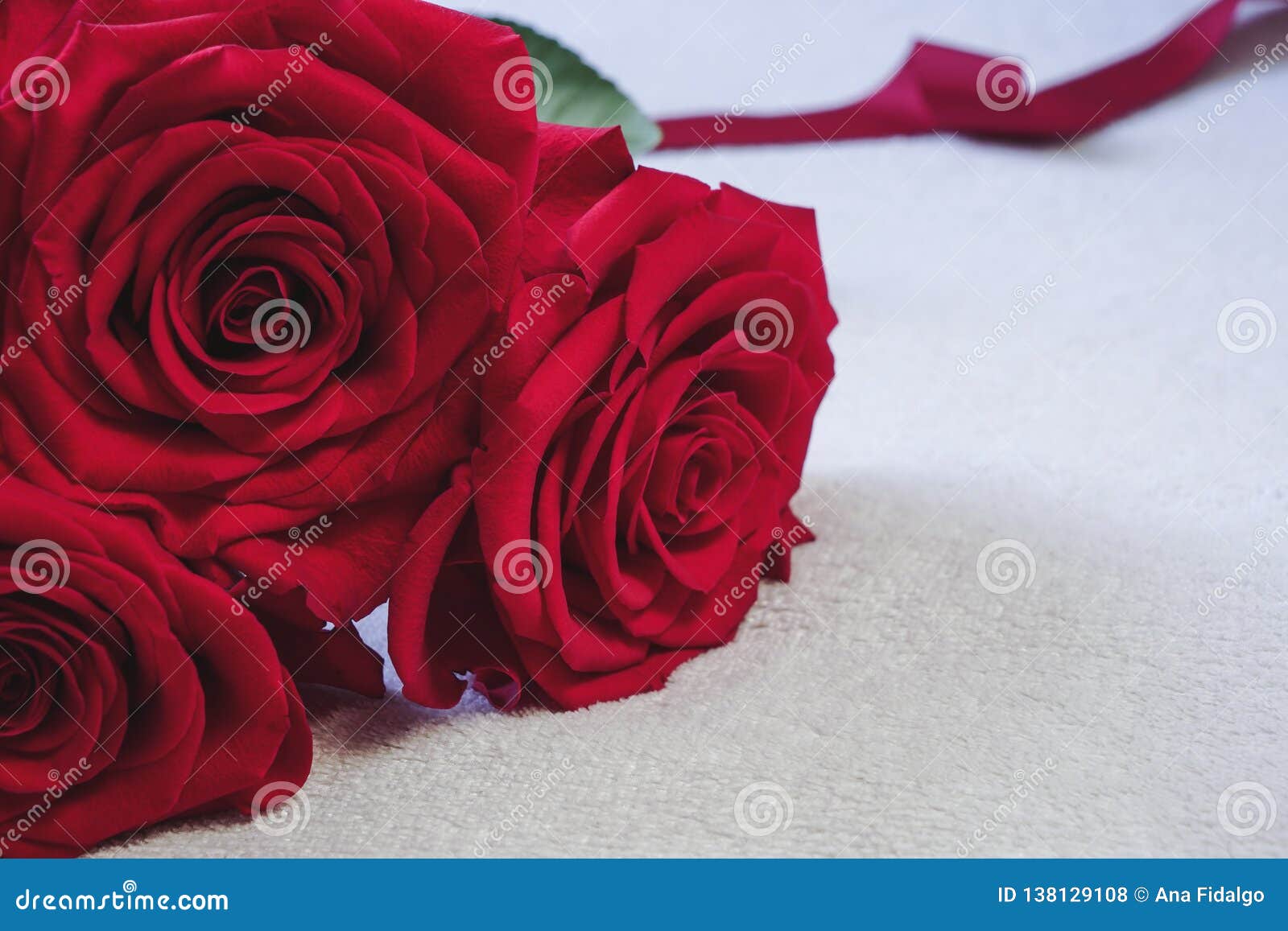 Close Up of Beautiful Colombian Red Roses in Full Bloom. Valentine`s ...