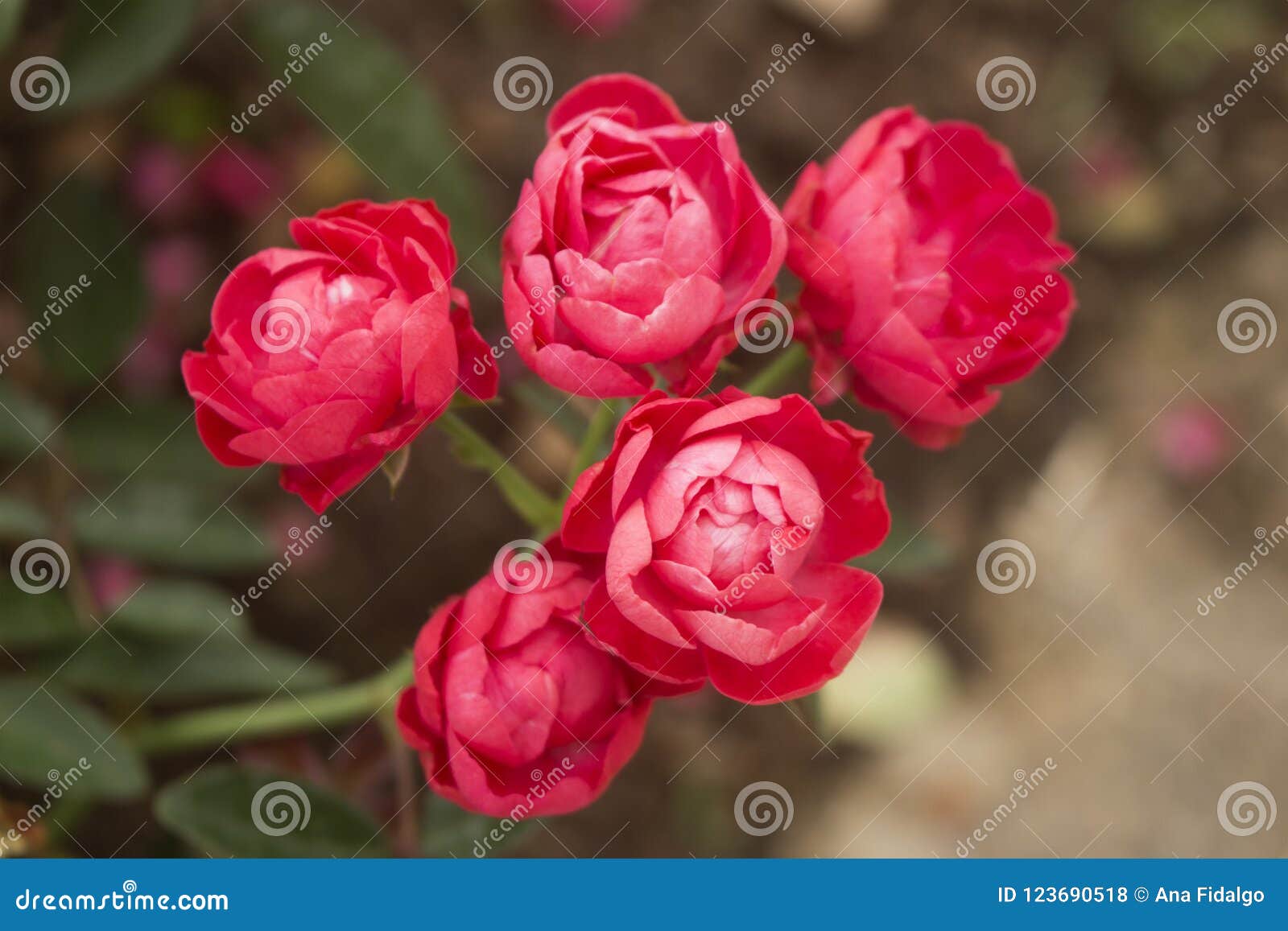 closeup of five oso easy double red rose blossoms in full bloom.