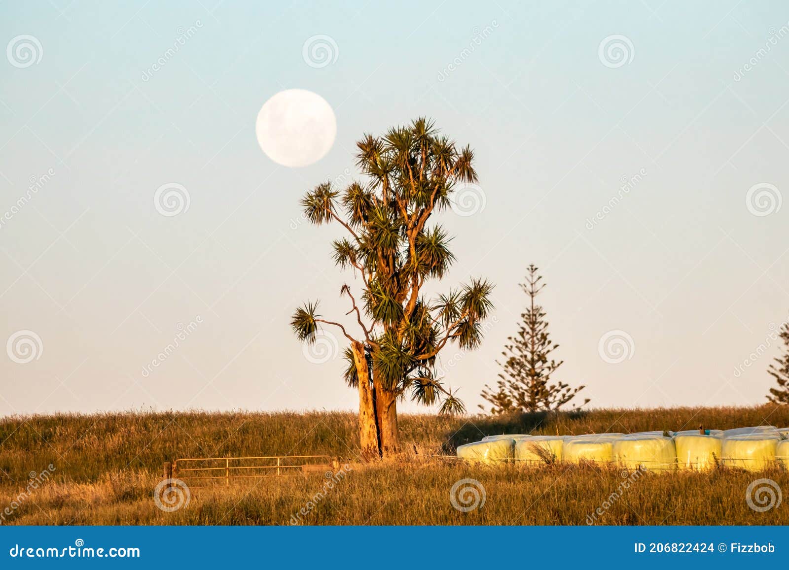 lone cabbage tree with full moon, new plymouth, new zealand