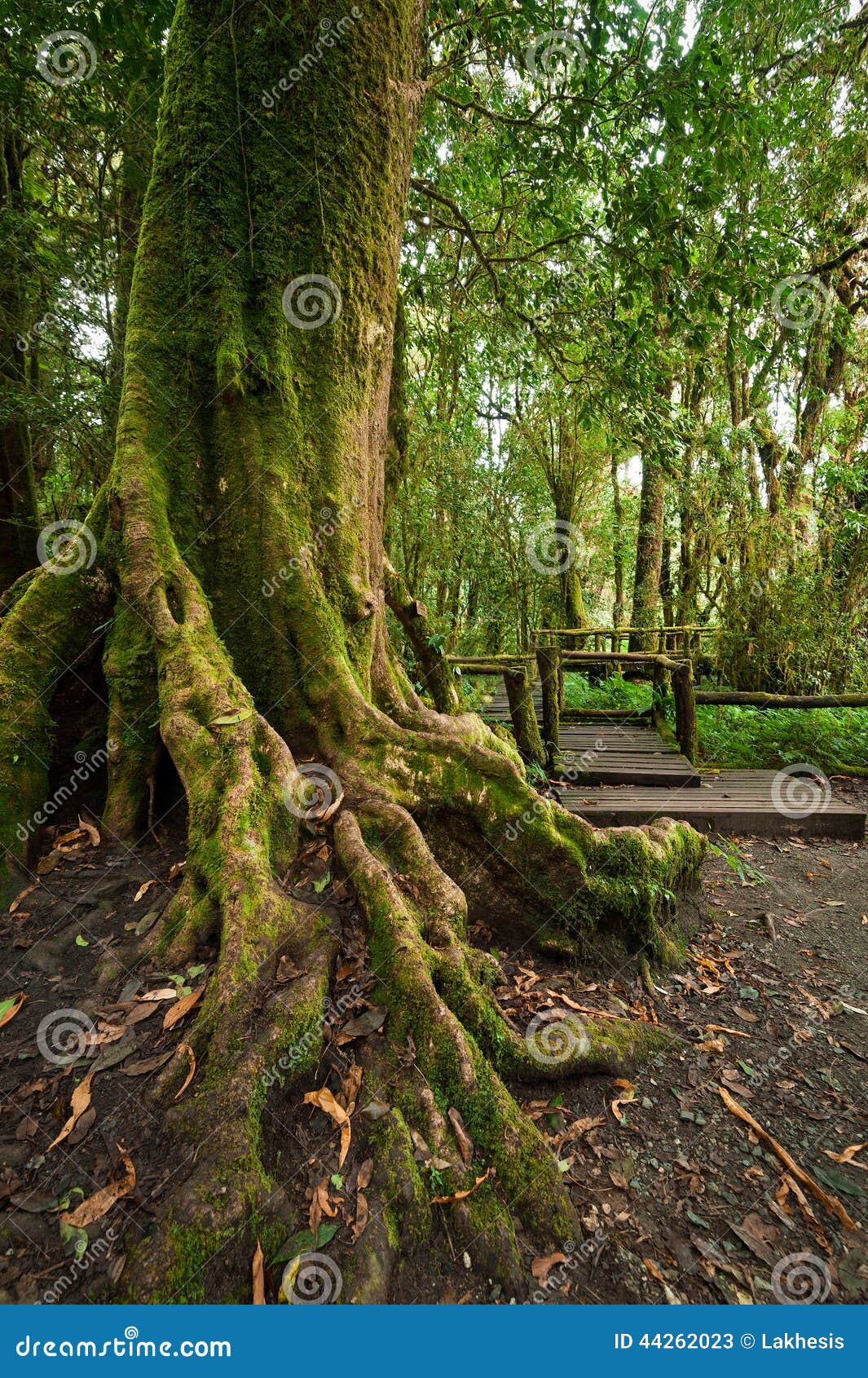 photo stock horizontal de jungle le parc extrieur avec le grand arbre s enracine la fort tropicale tropicale image