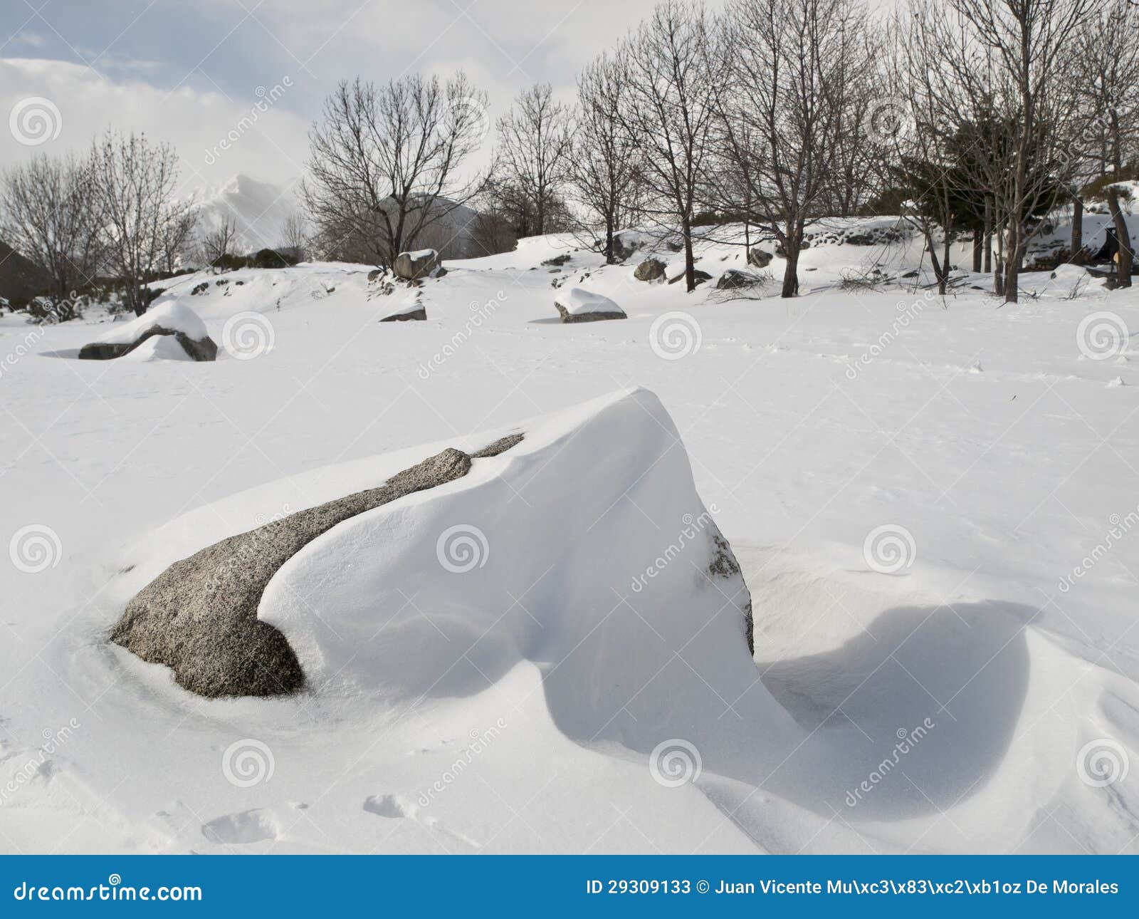 Horizontal de Milou avec une roche. Bel horizontal neigeux avec une roche sur le premier plan et quelques arbres sur le fond