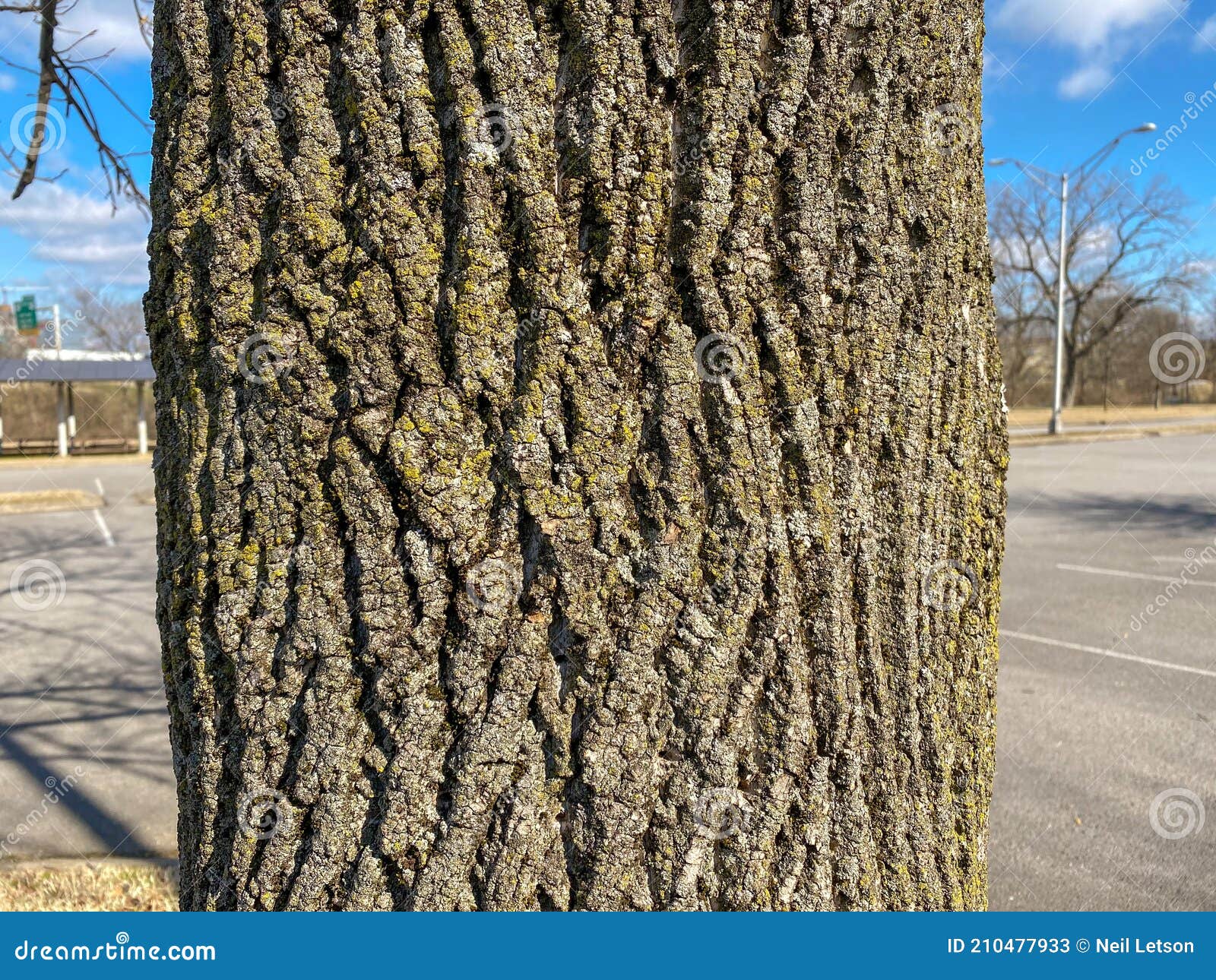 tree identification: bur oak quercus macrocarpa