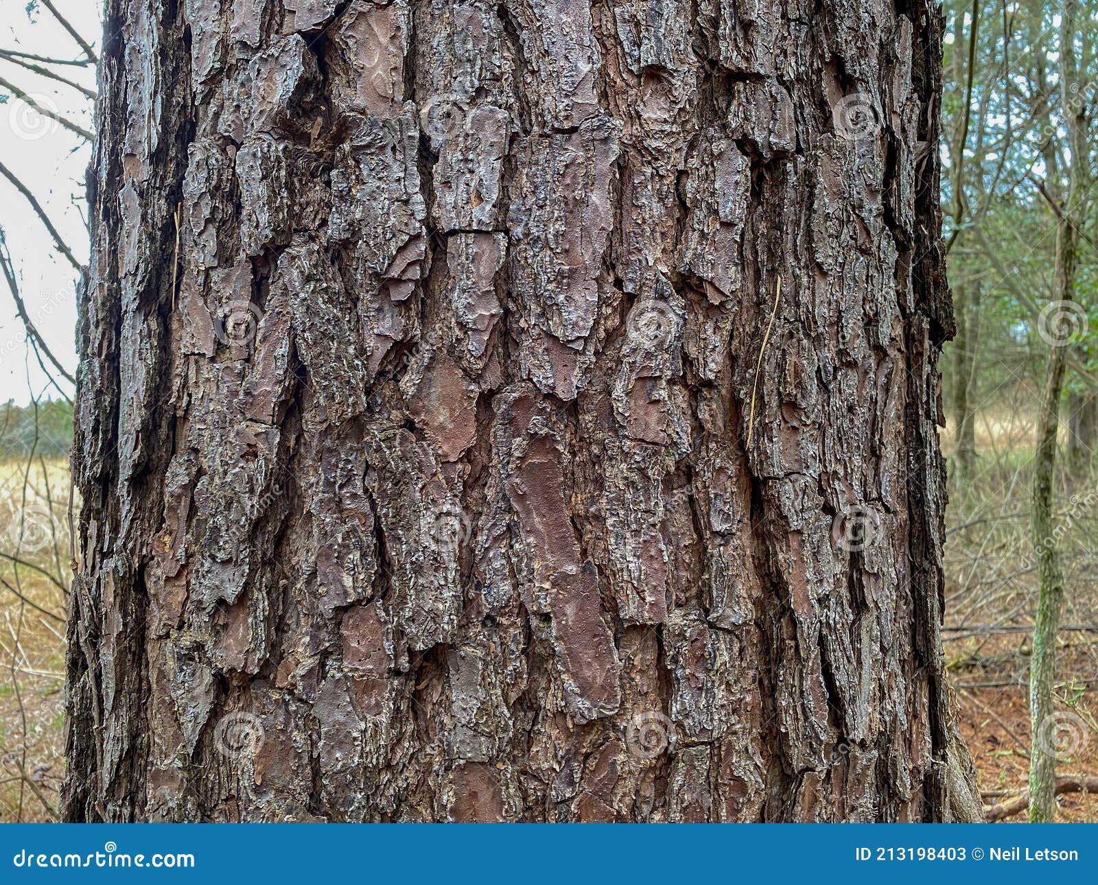 Tree Identification. Bark. Loblolly Pine. Pinus Taeda Stock Image