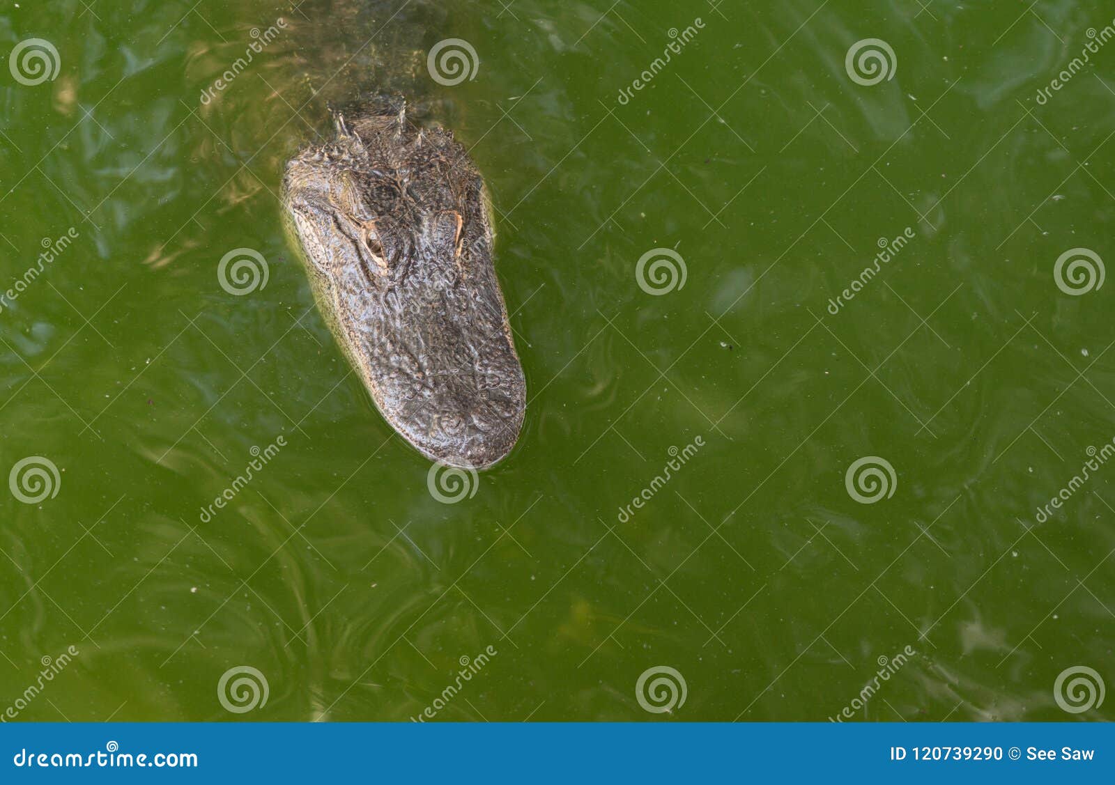 a young crocodile or alligator`s head sticks out of the mirky green swamp water.