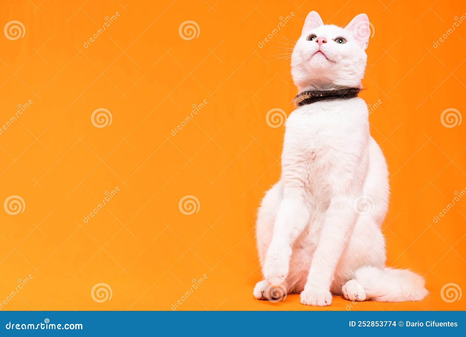 young white cat looking up on an orange background, text space