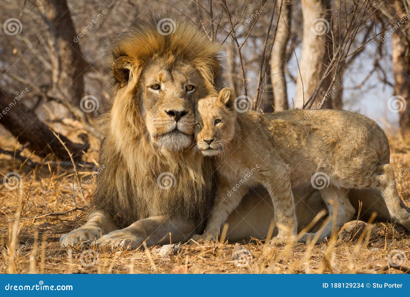 Horizontal Portrait Of Male Lion With Big Mane And A Baby Lion Standing Next To Him In Kruger National Park South Africa Stock Photo Image Of Lying Cute Horizontal Portrait Of Male Lion With Big Mane And A Baby Lion Standing Next To Him In Kruger National Park South Africa Stock Photo Image Of Lying Cute