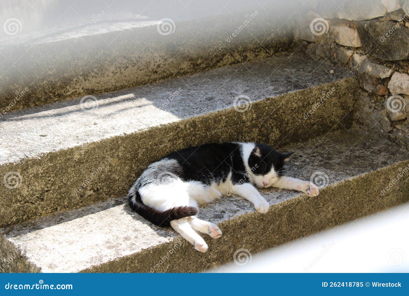 Horizontal Shot of a Cat Sleeping on the Stairs Stock Image Image of