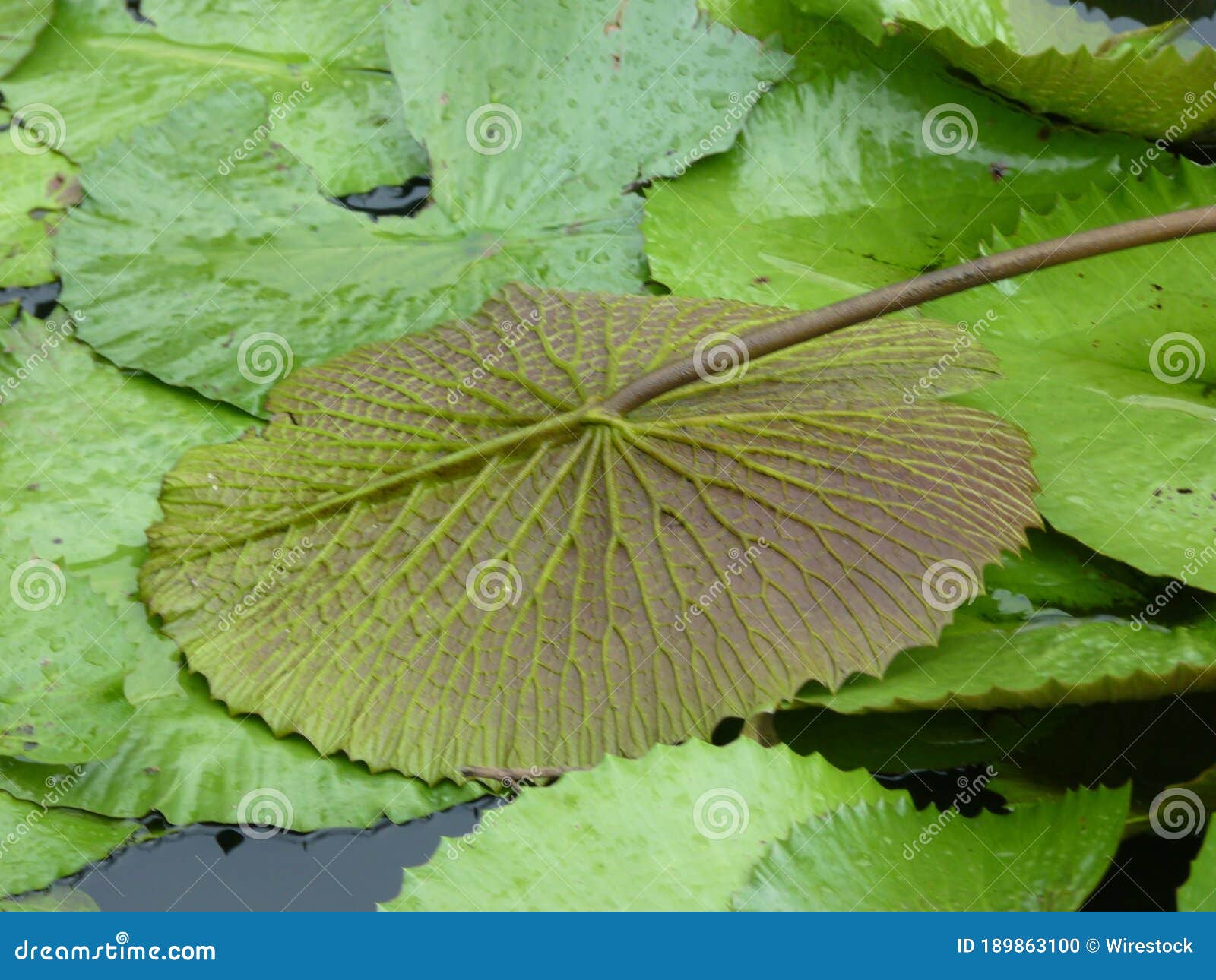 Horizontal Shot of a Green Lotus Leaf Upside Down on More Leaves Stock