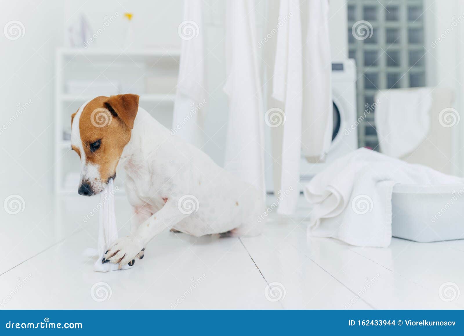 horizontal shot of jack rusell terrier bites white linen while host is away, has much work in laundry room, going to be punished,