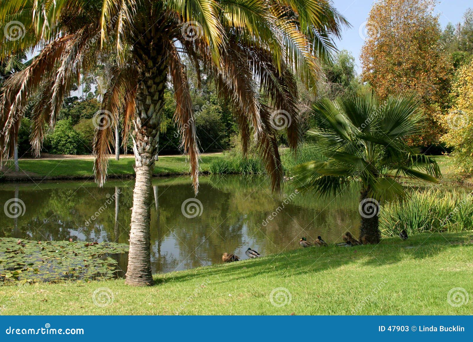 Horizontal tropical. Scène tropicale photographiée à l'arborétum de Fullerton.