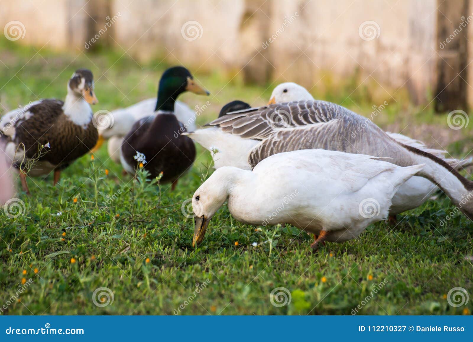 Horizontal View Of A Group Of Ducks Grazing In The Grass ...