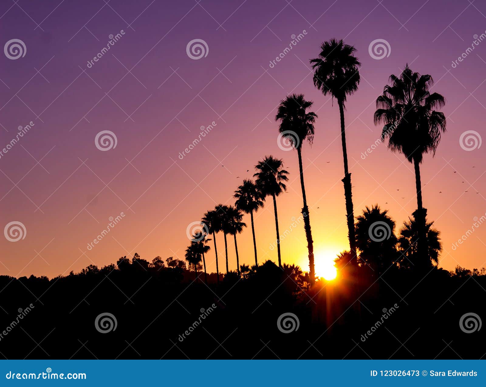 Horizontal View of a Vivid Sunset with Sunburst and Silhouette of Palm ...