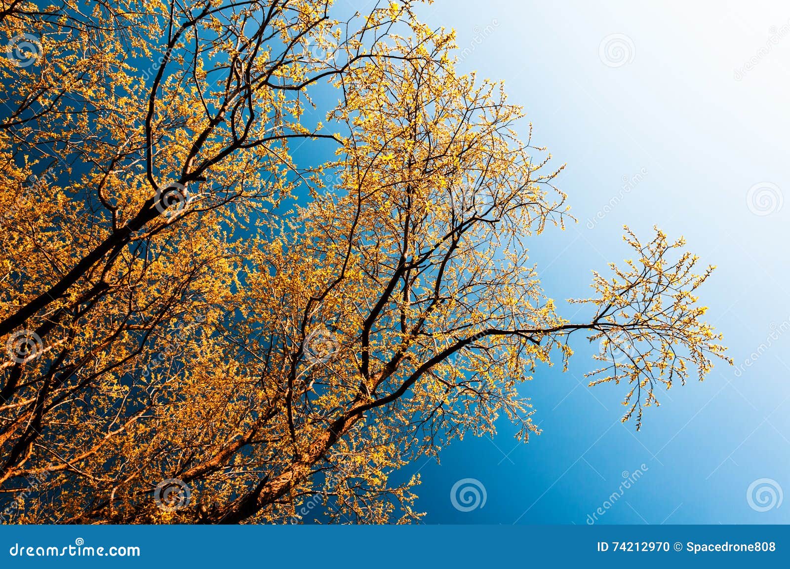 horizontal vivid orange leaves branches left aligned  ele