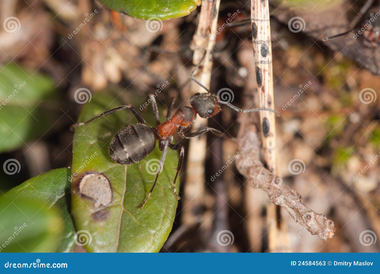 Hormiga en un hormiguero imagen de archivo. Imagen de salvaje 24584563